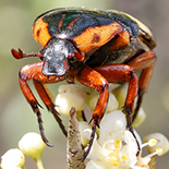 Anisorrhina flavomaculata
